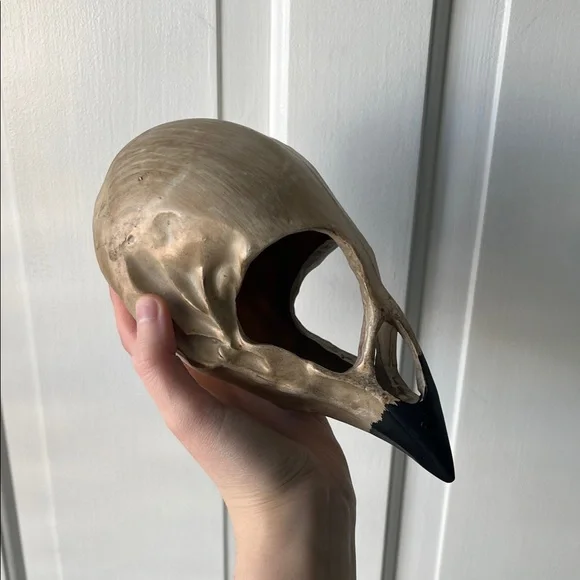 Decorative Vulture Skull with Black Beak Halloween Spooky Academia Decor - Picture 4 of 5